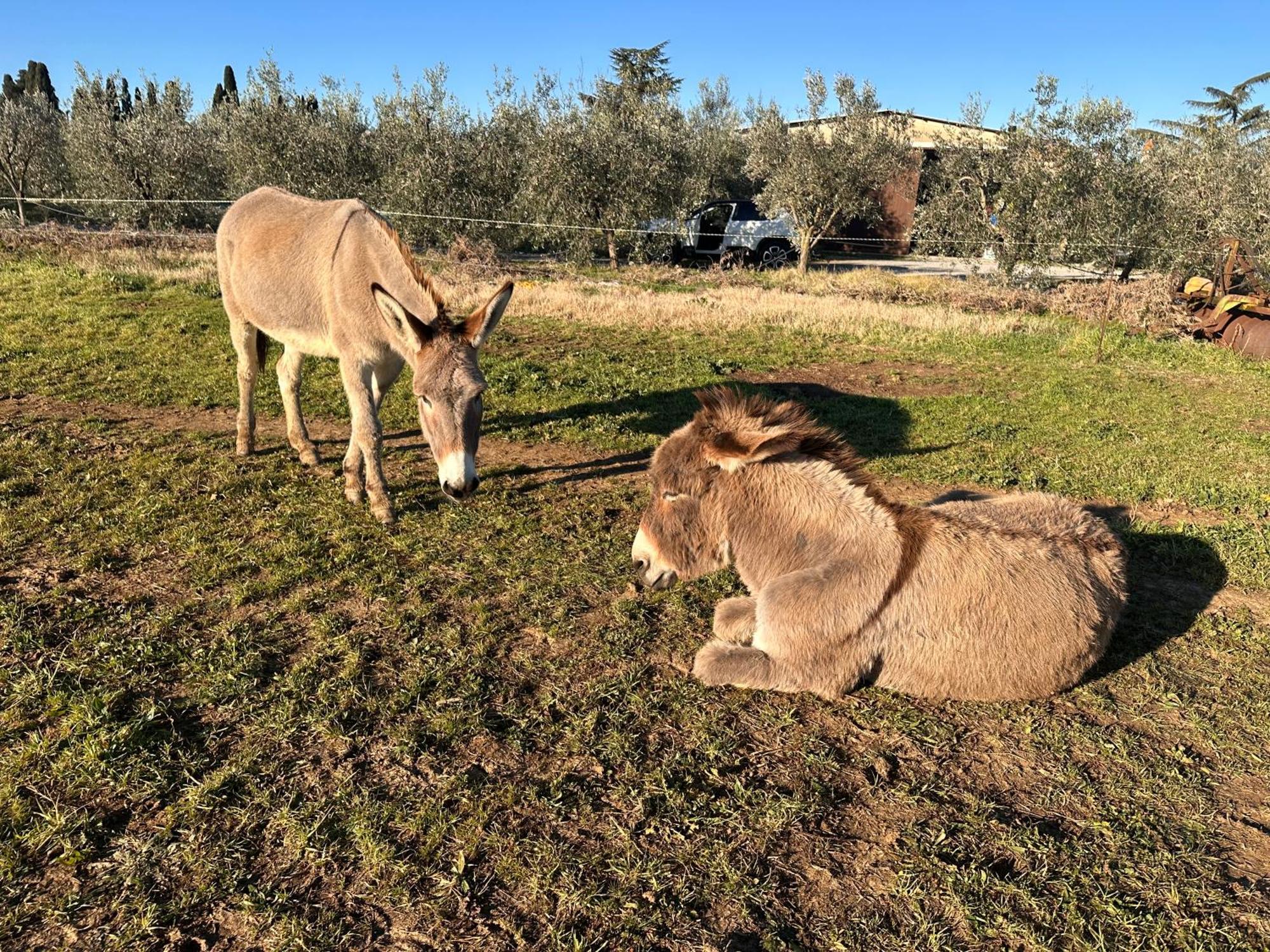 Agriturismo Il Puntoncino Марсилиана Экстерьер фото